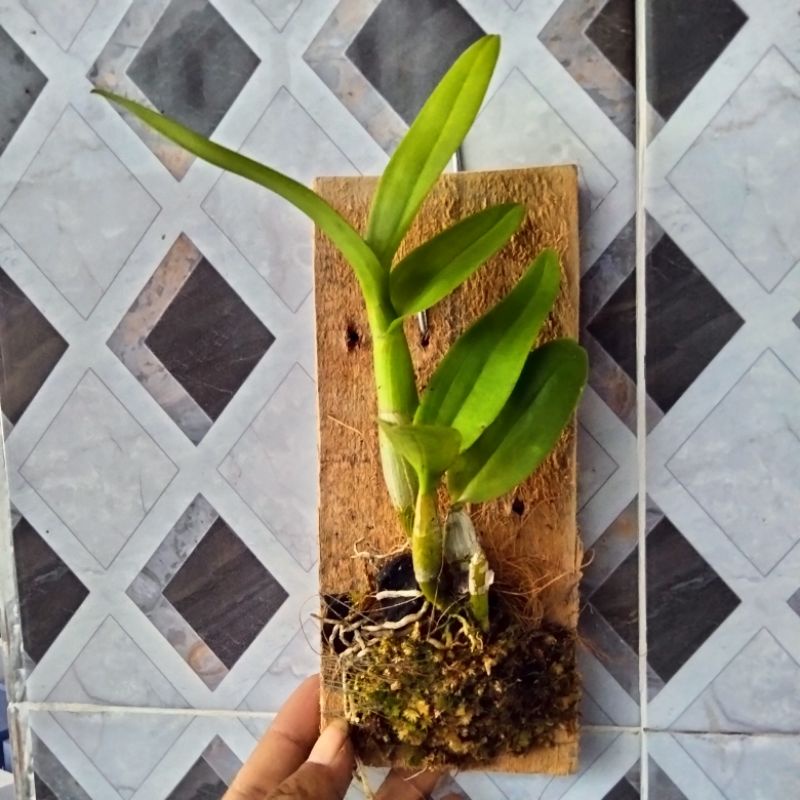 Anggrek Tempel Papan Kayu