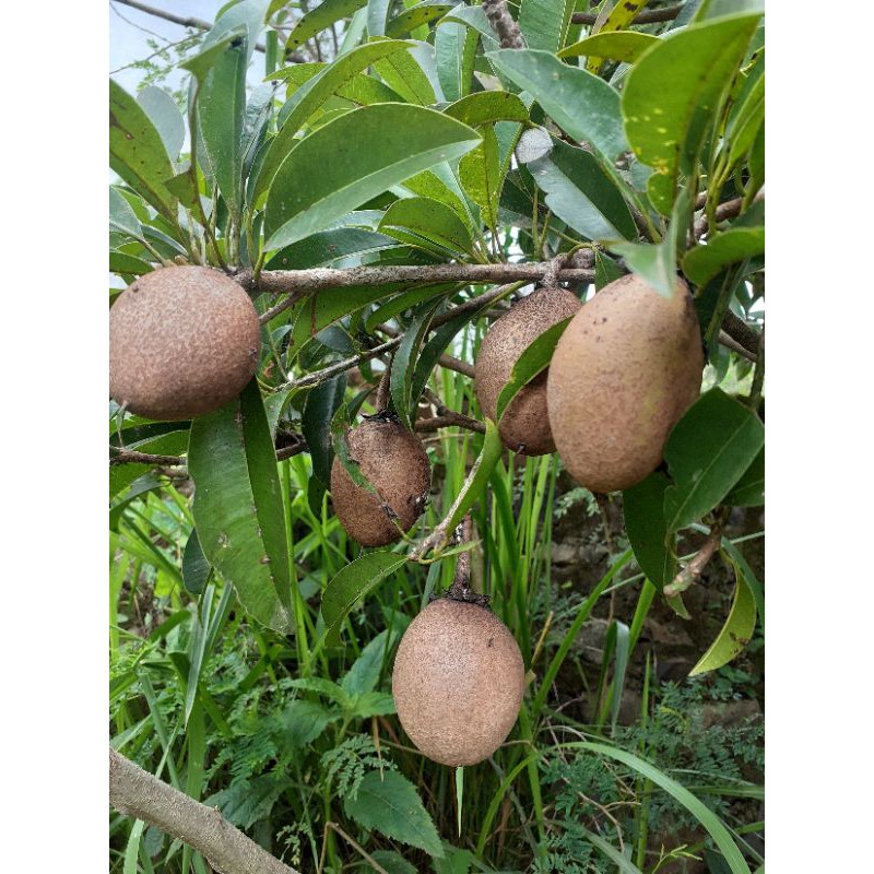 

Pentil sawo atau buah sawo muda segar 250gram