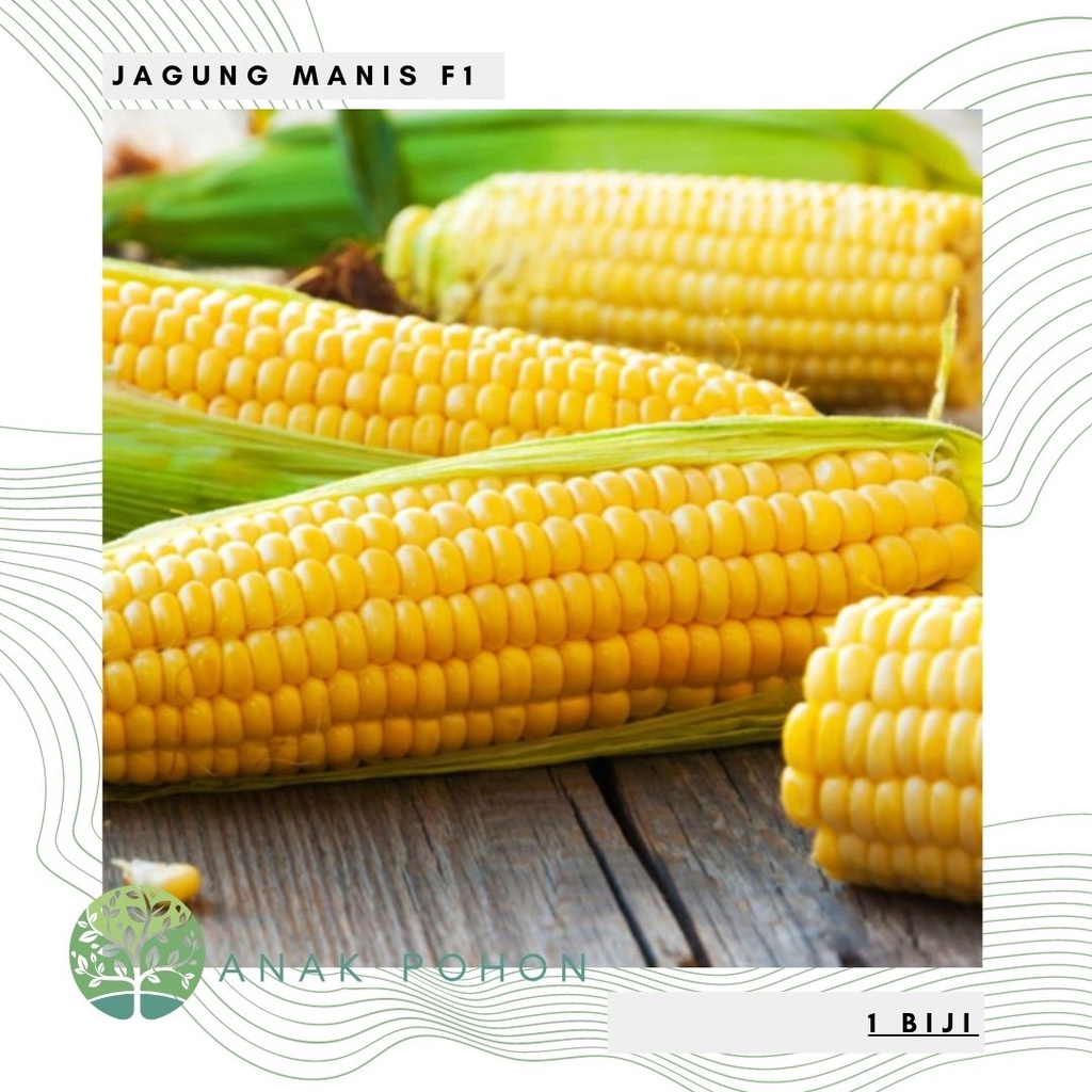 Benih Bibit Biji - JAGUNG MANIS Kuning Premium F1 Super Sweet Yellow Corn Seeds - Panen Dalam 55 HST