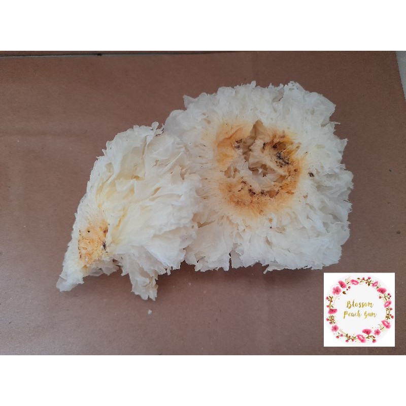 

White Fungus / Jamur Salju / Jamur Es ( 15gr, 30gr & 50gr )