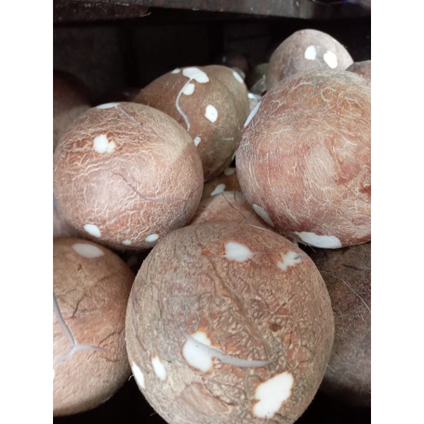 

Kelapa segar per butir