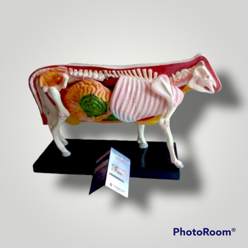 

Torso Model sapi lembu alat peraga pendidikan model sapi