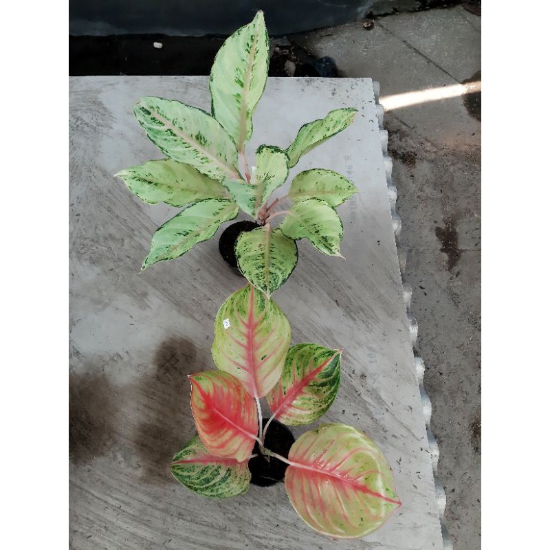 PAKET AGLONEMA/ANDINI/FROZEN/TANAMAN HIAS AGLONEMA/AGLAONEMA/TANAMAN HIAS AGLAONEMA/PAKET MURAH AGLO