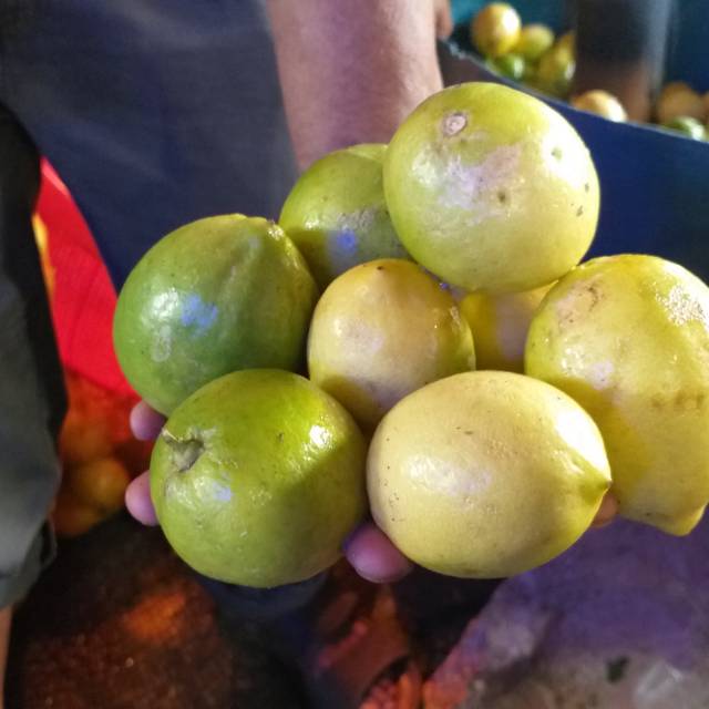 

Jeruk lemon lokal super