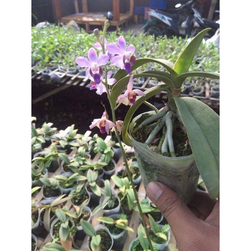 anggrek doritis blue dewasa