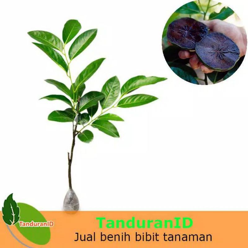 Bibit BLACK SAPOTE OKULASI DAN SELLING