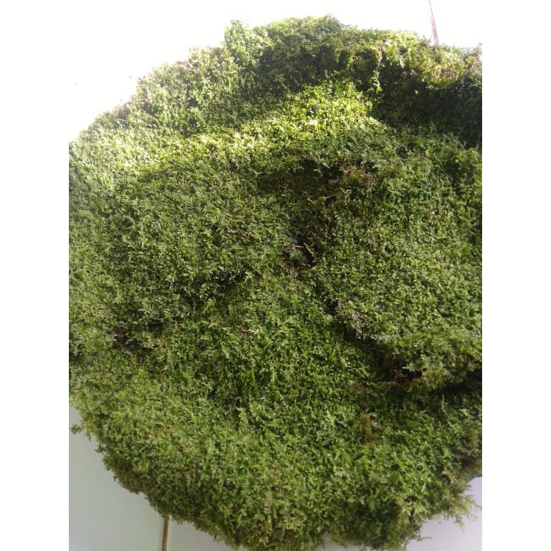 MOSS LEMPENG AQUASCAPE 1 KG