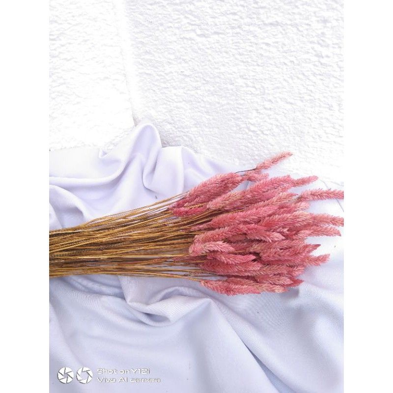 bunga boroco kering warna pink