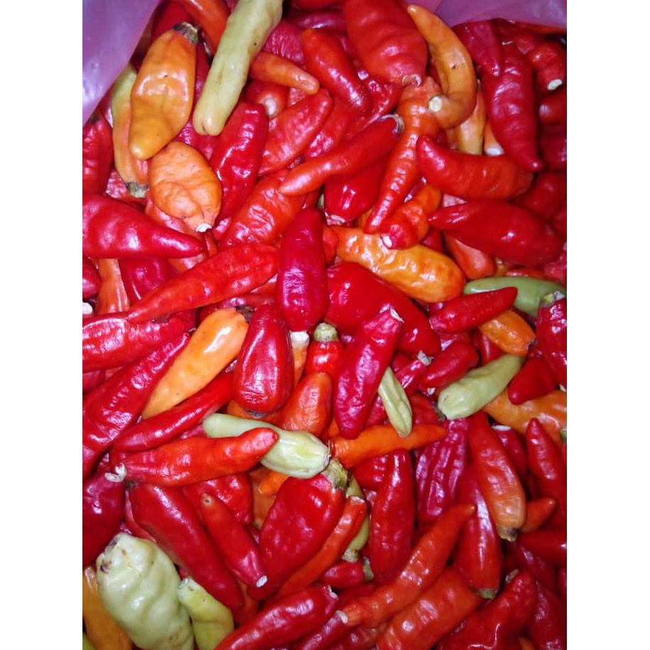 

Mmwir656- Cabe Rawit Merah 626F