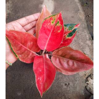  Tanaman  Aglonema  Aglaonema Hias  RED MELLA Shopee Indonesia