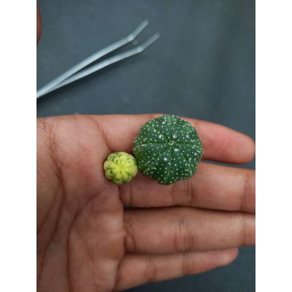 Astrophytum Asterias Var dan Astrophytum asterias