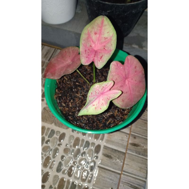 keladi sexy pink