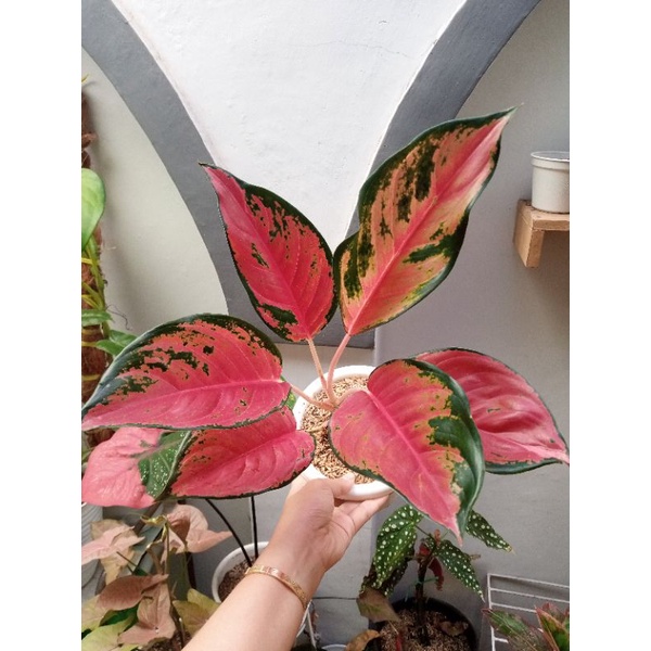 Aglonema Kochin Cameleon