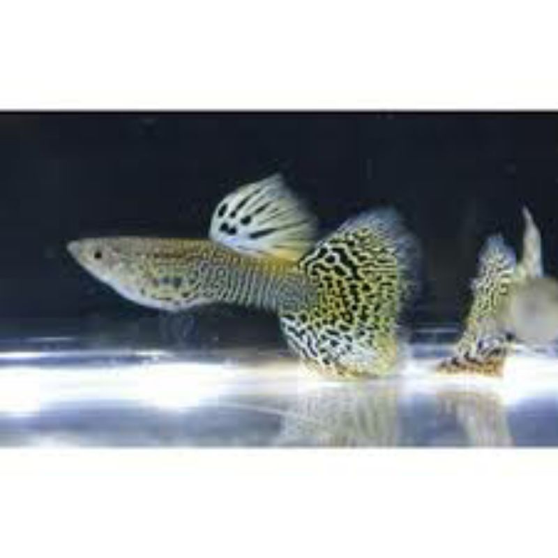 Ikan Guppy Yellow Cobra Remaja Murah Sepasang