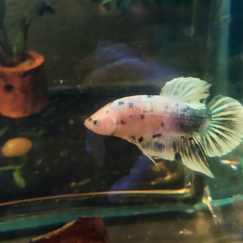 Ikan Cupang Giant MarbLe dot²