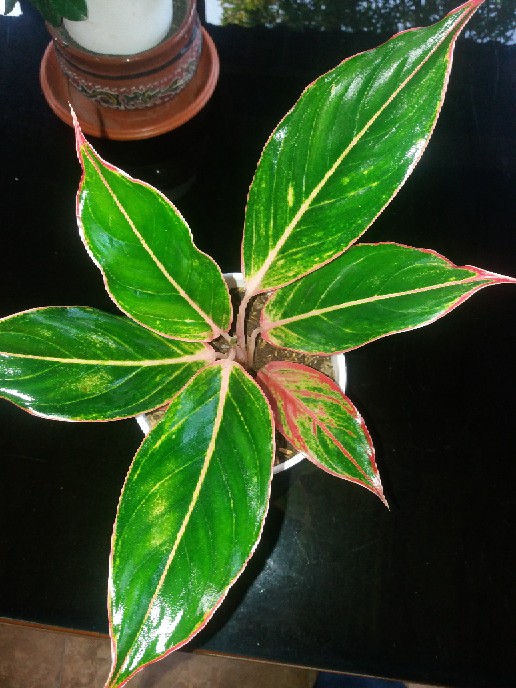Tanaman Aglaonema Lipstik Pink/ Lipstik Kelasik