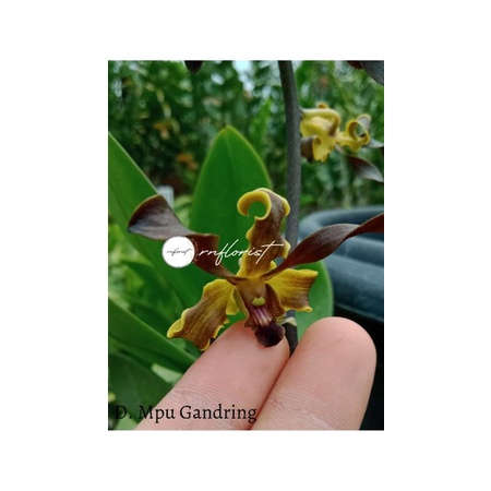 Anggrek Den. Mpu Gandring