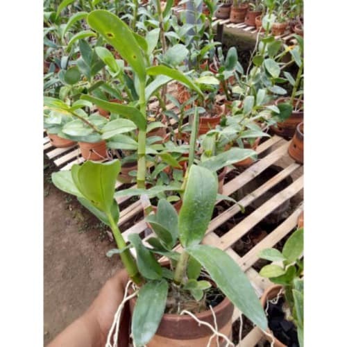 Anggrek dendrobium melintir usia dewasa dewasa