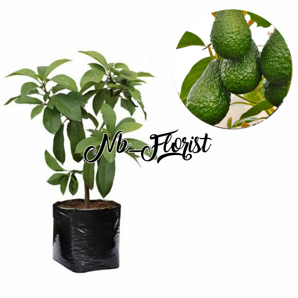 bibit buah alpukat yamagata