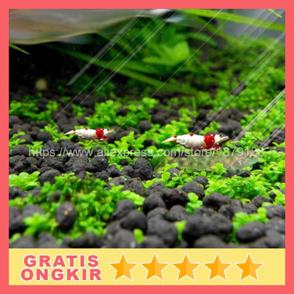 Bibit Rumput Air Dekorasi Aquarium Landscape Ornament Big Fescue H0027 Grab Medan