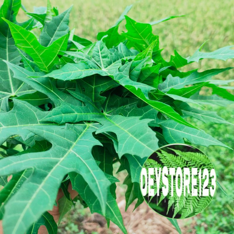 

Sayuran lalapan daun Gedi pepaya jepang per ikat