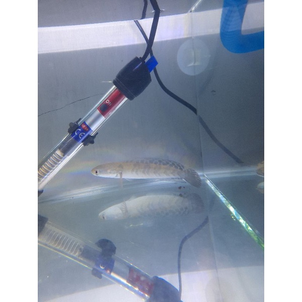 CHANNA RED BARITO SIZE 12-13CM CHANNA VARIAN RED