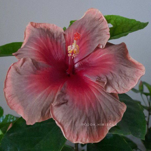 Hibiscus import / kembang sepatu langka / hibiscus rare / hibiscus hybrid BROWN SUGAR
