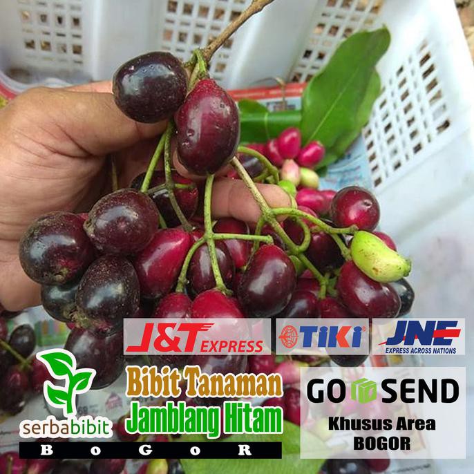 Bibit Tanaman Buah Jamblang Hitam - Juwet - Jamblang Hitam