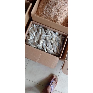 

ikan kepala batu