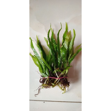 microsorum java fern(kadaka)