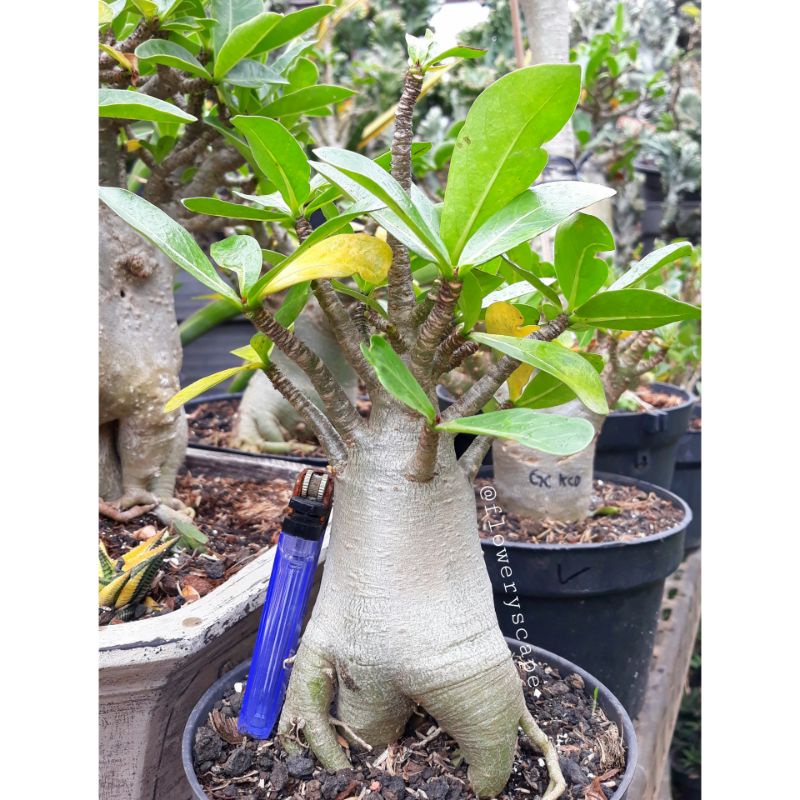 Adenium nsdd / adenium karakter