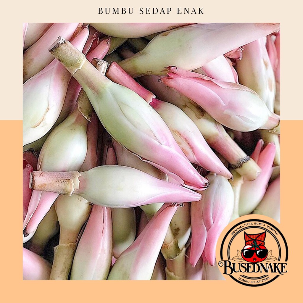 

100gr kencong/ Kecombrang/ Bunga Rias, khas masak sumatera utara