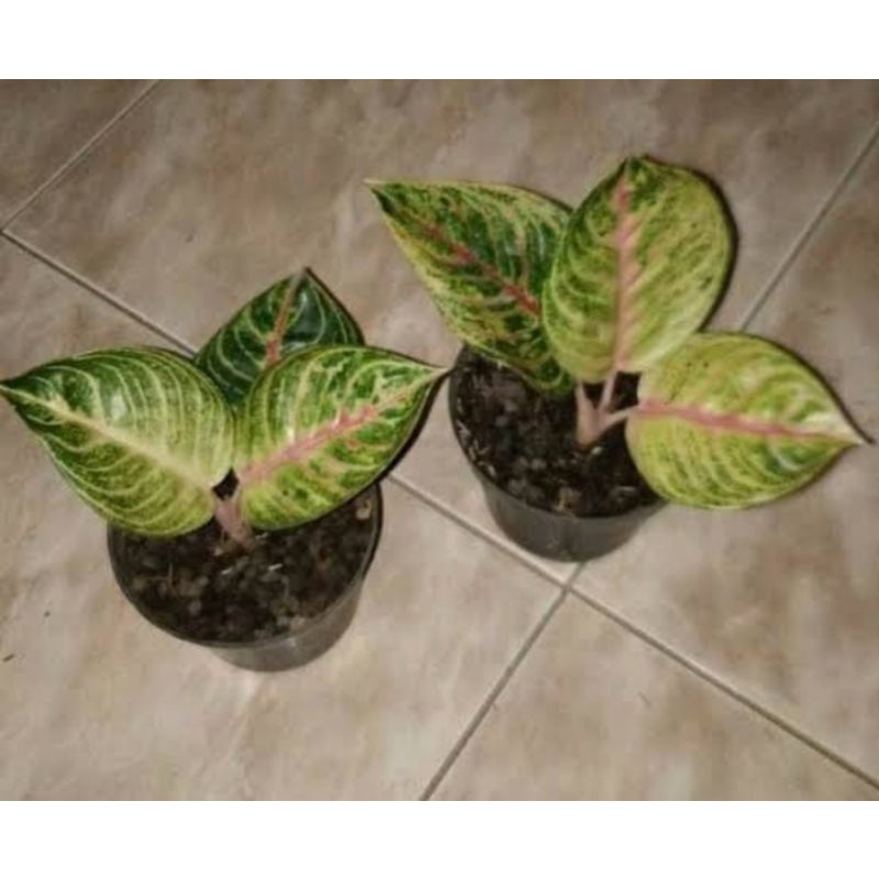 aglonema moonlight mutasi baby