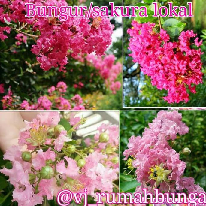 Best Produk] Bunga Sakura/Bibit Bunga Sakura