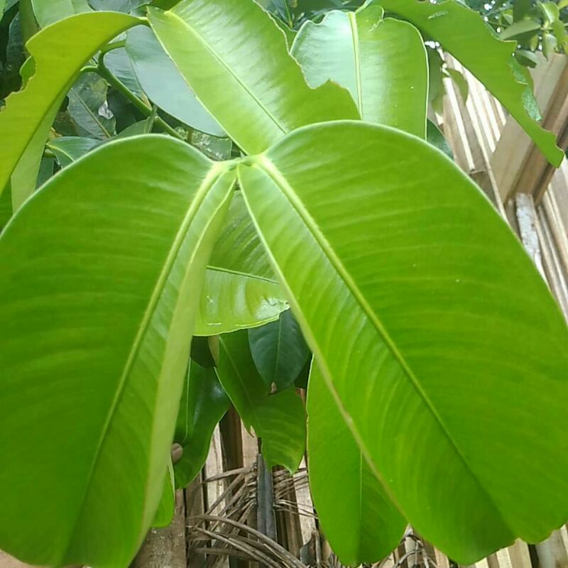 

Daun manggis,Daun buah pohon Manggis segar 100grm obat herbal