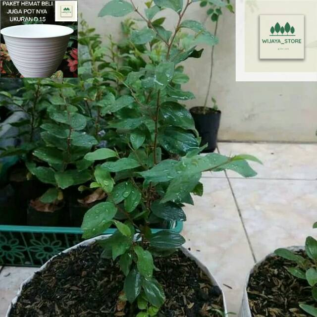 Pohon bidara arab | tanaman bidara arab | tanaman hias bidara arab