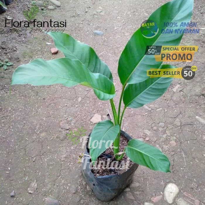 tanaman hias pisang bali - pisang betet - pisang pisangan /BUNGA HIDUP TANAMAN HIAS HIDUP/BUNGA HIAS