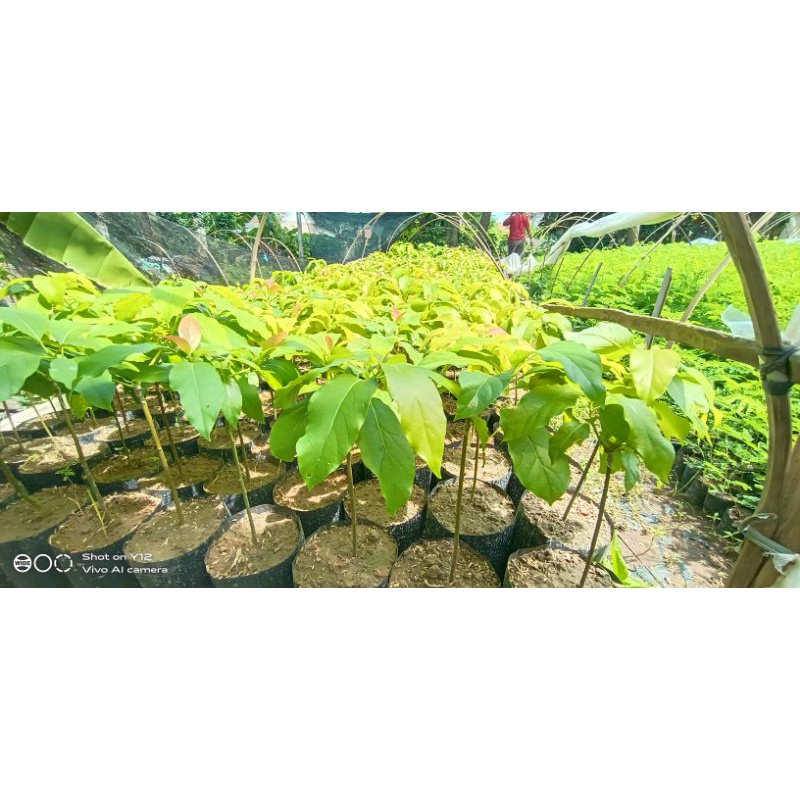 bibit alpukat aligator dan markus