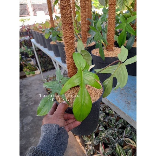 Tanaman Hias Florida Beauty Hijau