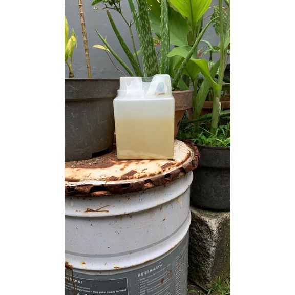 

Madu putih dompu isi bersih 500g