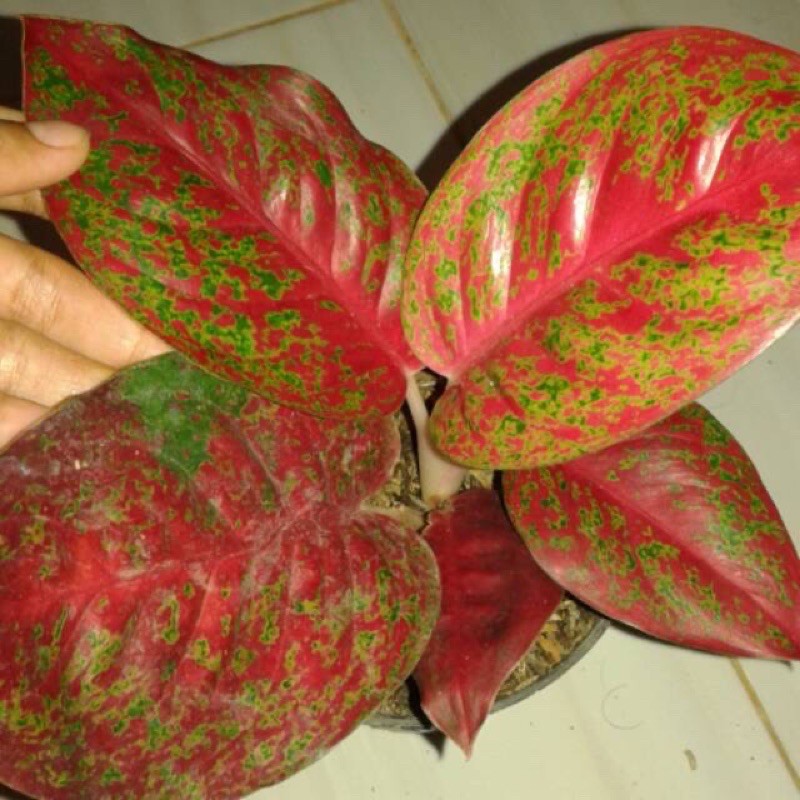 Bibit bonggol bunga aglonema red stardas