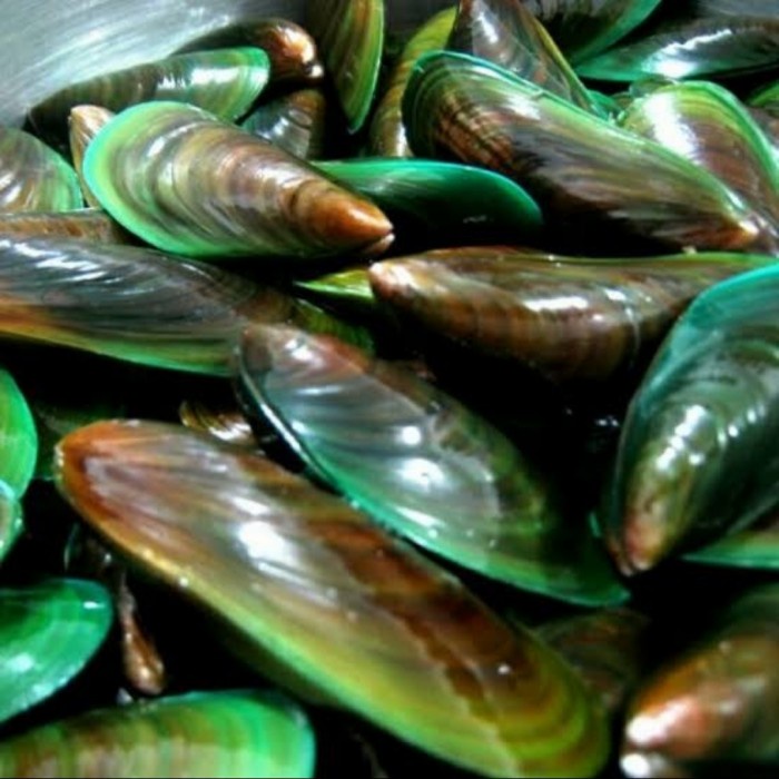 

Kerang Hijau Segar - 500 Gram