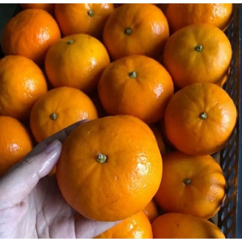 

buah jeruk murcot impor fresh [1kg]
