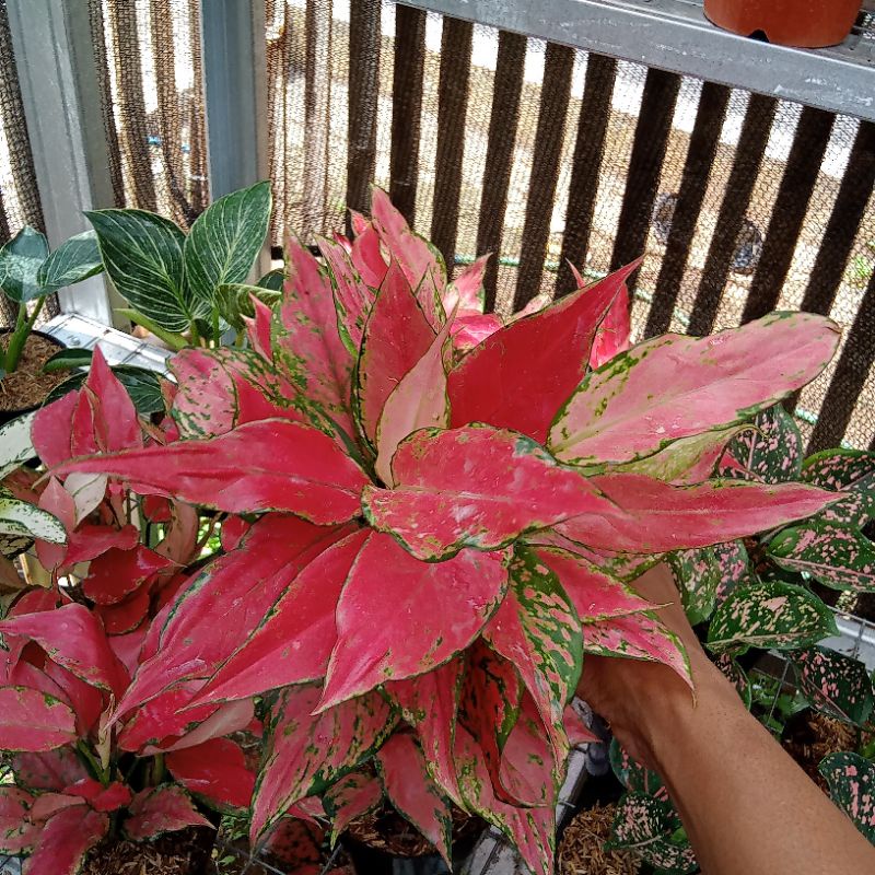 Aglonema Ruby Garuda Rumpun (Daun Rimbun)