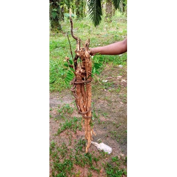 pasak bumi kalimantan