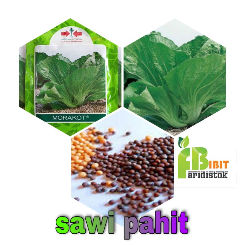 200 biji benih sawi pahit morakot