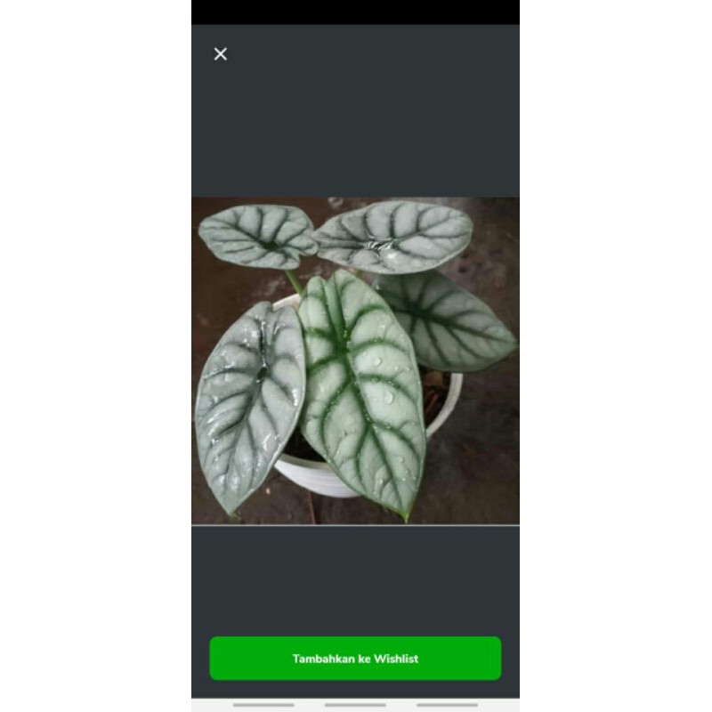 tanaman hias alocasia dragon scale sirver-0dragon scale sirver-Dragon Scale Sirver-DRAGON SIRVER