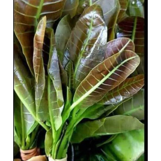 

Daun Jambu Mete/ Daun Jambu Monyet 1 ikat