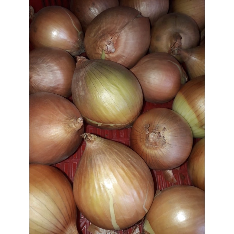 

Bawang bombai 500gr