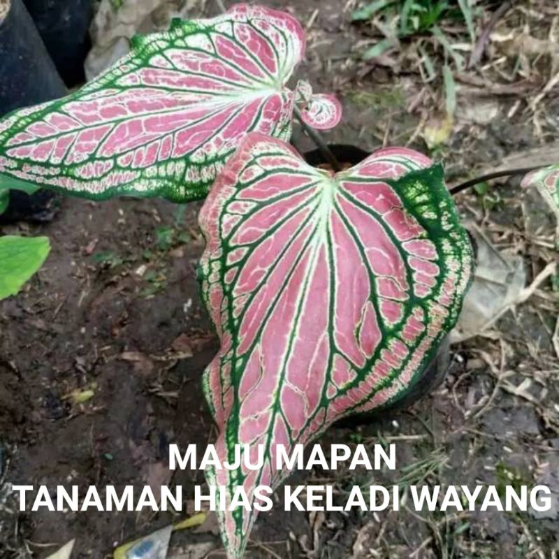 Jual Tanaman Hias Keladi Wayangbunga Keladi Wayang Shopee Indonesia 8198